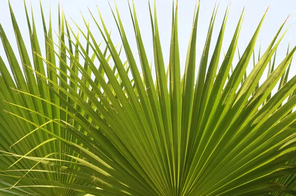 Vert feuilles de palmier cubain vers le haut Photo De Stock