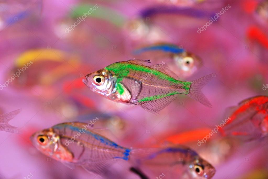 The colorful translucent tropical fishes swim in the clear water. Stock Photo donkeyru 28198019