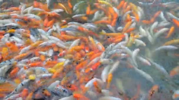 Ikan mas Mass makan menutup rekaman . — Stok Video