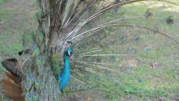 Peacock with fanned tail — Stock Video