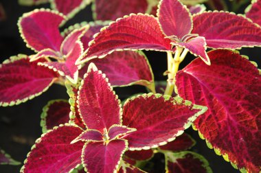 ortak graden coleus