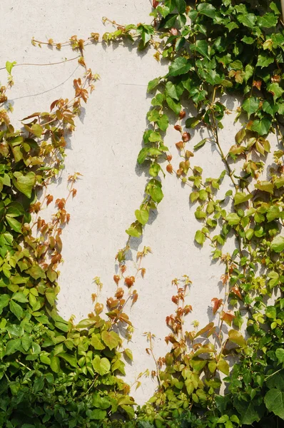 Planta sobre parede de pedra — Fotografia de Stock