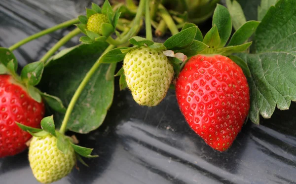 Ripening strawberry fruits — Stock Photo, Image