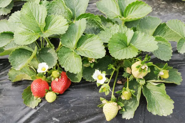 Ripening strawberry fruits — Stock Photo, Image