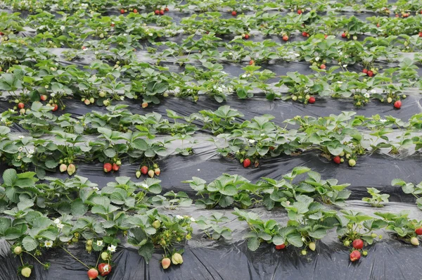 Reife Erdbeeren im Garten — Stockfoto