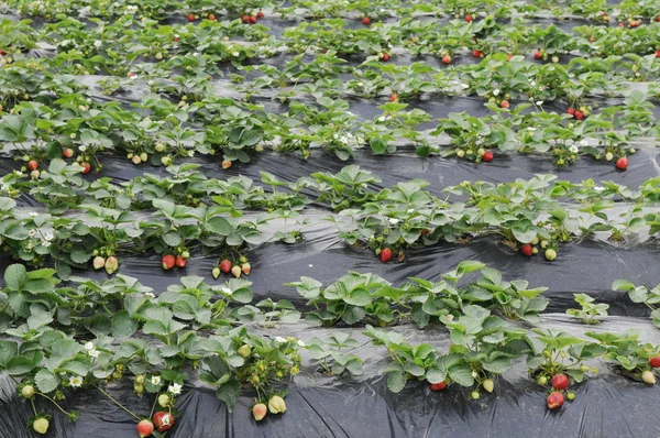 Fresas maduras en un jardín — Foto de Stock