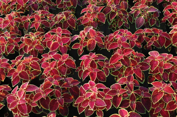 Common graden coleus — Stock Photo, Image