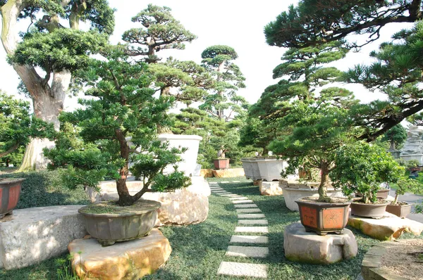 Prachtige tuinen-bonsai — Stockfoto