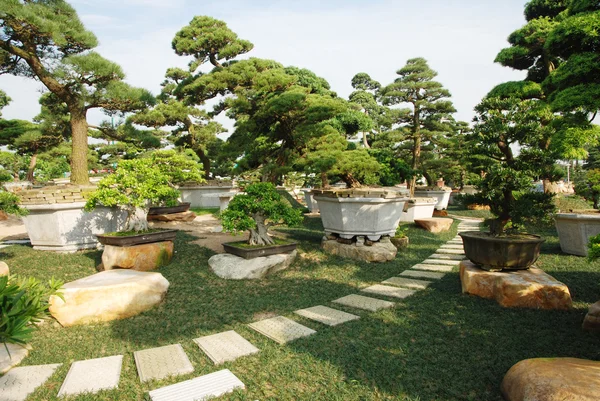 Bonitos jardines. Bonsai. — Foto de Stock