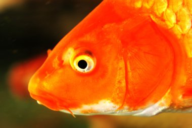 Akvaryumda kırmızı balık