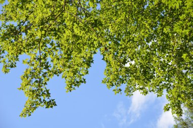 kolye yeşil yaprakları
