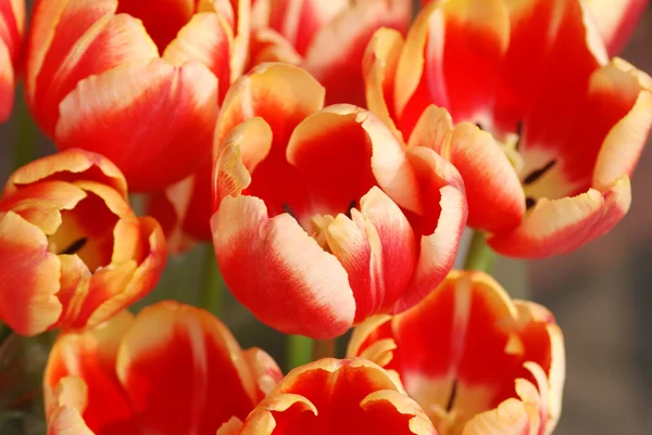 Rode tulpen dicht — Stockfoto