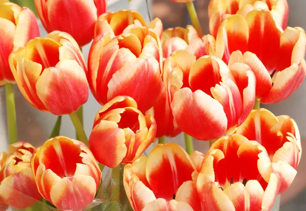 Червоні тюльпани крупним планом — стокове фото