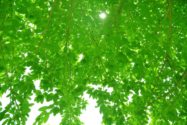 Hängande gröna blad — Stockfoto