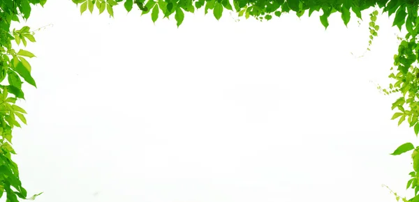Підвіска зеленого листя — стокове фото