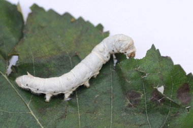Silkworm on mulberry leaf clipart