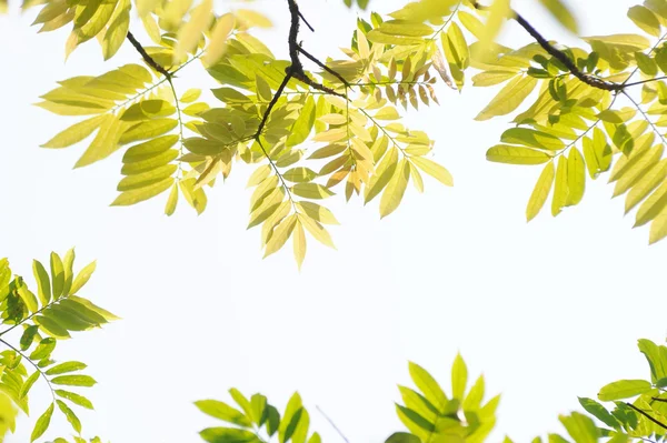 Pendant green leaves — Stock Photo, Image