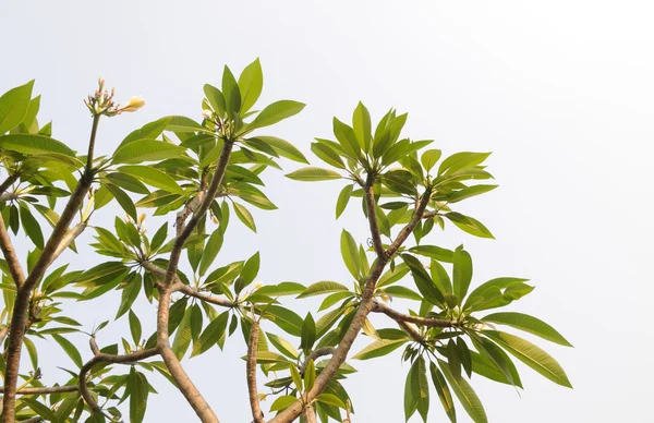 Hängande gröna blad — Stockfoto