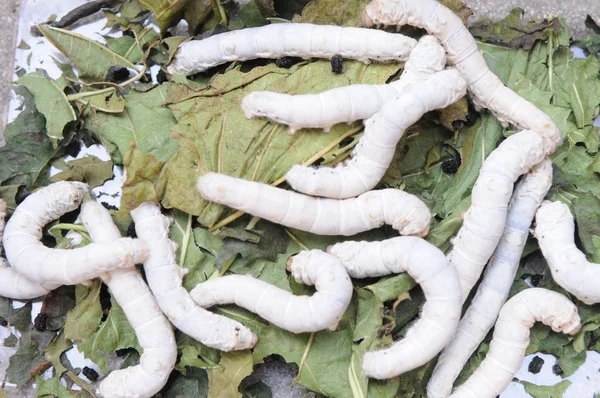 The silkworm eating on a mulberry leaf — Stock Photo, Image