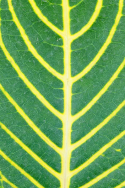 Tropical leaf bakgrunden — Stockfoto