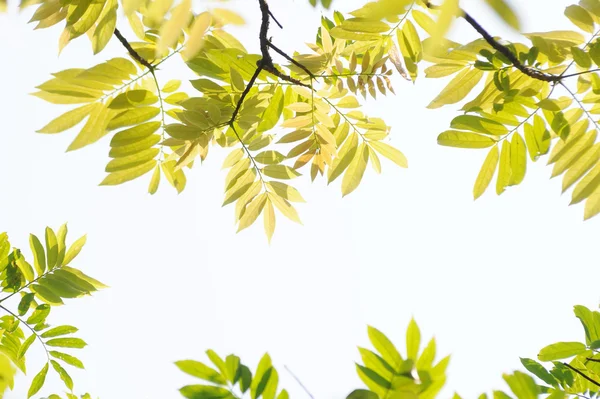 Anhänger grüne Blätter — Stockfoto