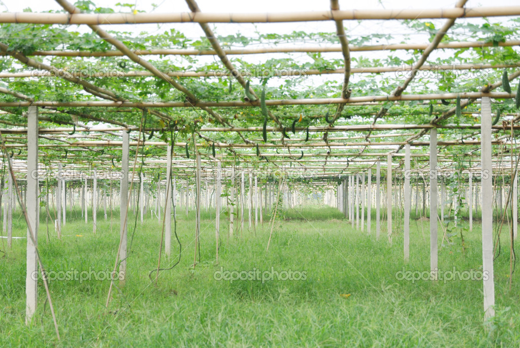 Towel gourd trellis garden — Stock Photo © donkeyru 28713893
