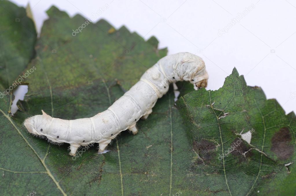 Silkworm on mulberry leaf