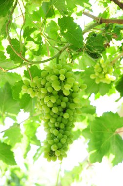taze yeşil üzüm asma için