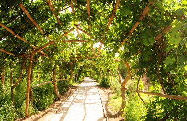 taze yeşil üzüm asma için