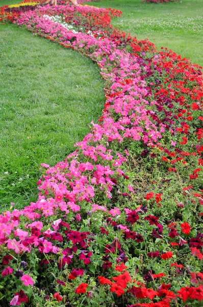 Cama de flores curvada y prado verde —  Fotos de Stock