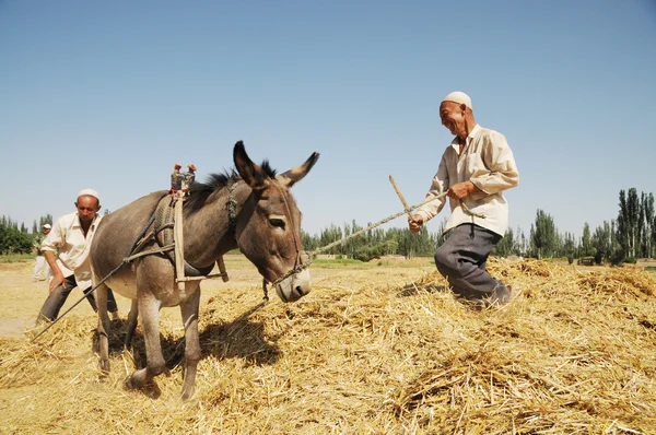 Donkey and two farmers on the field — Stock Photo, Image