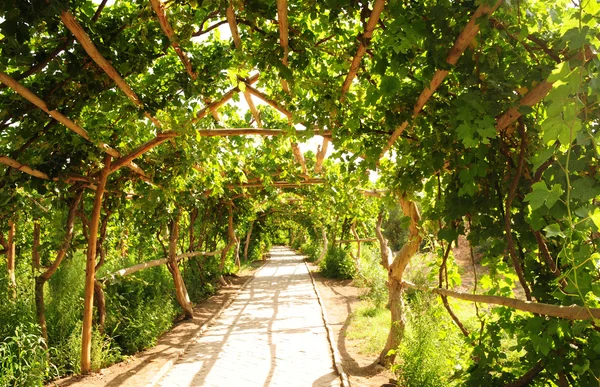 Raisins verts frais pour la vigne — Photo