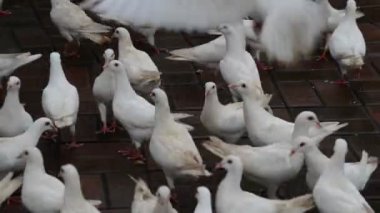 uyumak kare güvercinler