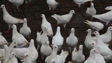 uyumak kare güvercinler