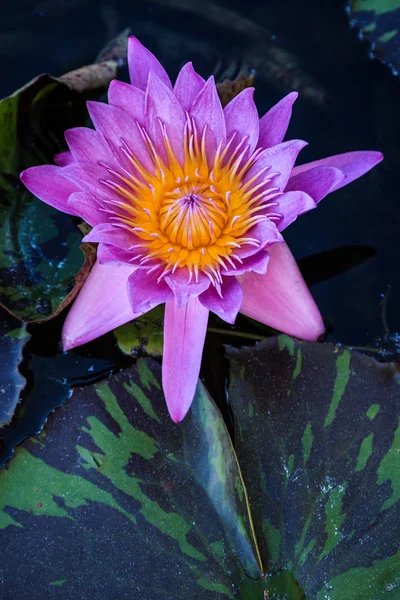 Purple Star Lily — Stock Photo, Image