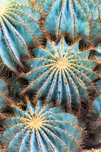 Cacti — Stock Photo, Image