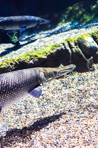 Alligator Gar