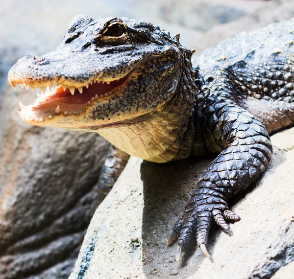 Yangtse-Alligator — Stockfoto