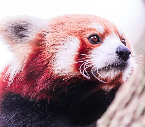 Červená panda Stock Fotografie