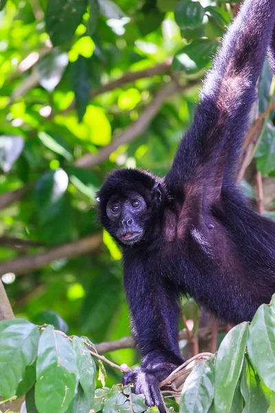 Macaco-aranha — Fotografia de Stock