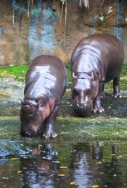 Pygmy Hippos — Stock Photo, Image