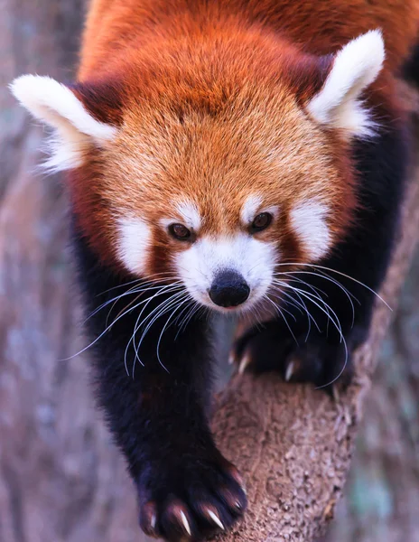Red Panda — Fotografie, imagine de stoc