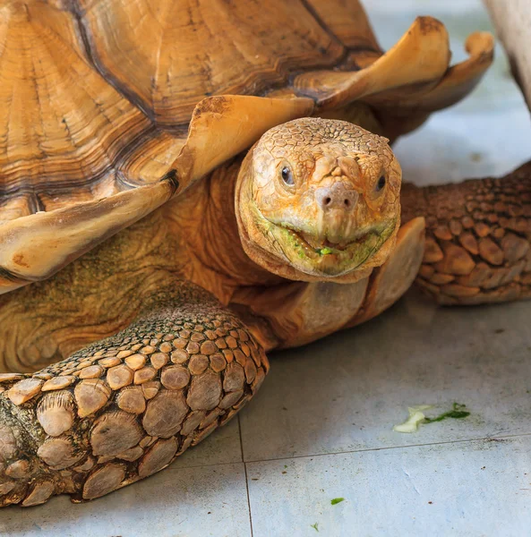 Tortoise Golden Close up — Stock Photo, Image