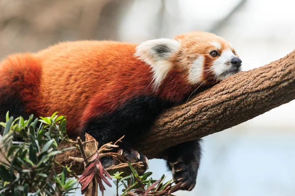 Röd panda lata — Stockfoto