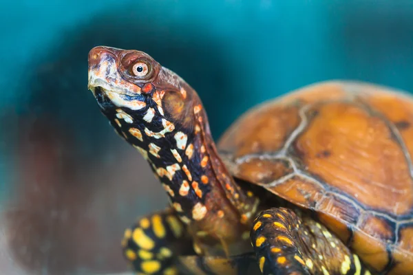 Schildkrötenap Stockfoto