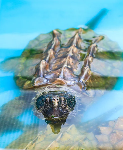 Schildkröte — Stockfoto