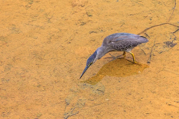 Heron blå — Stockfoto