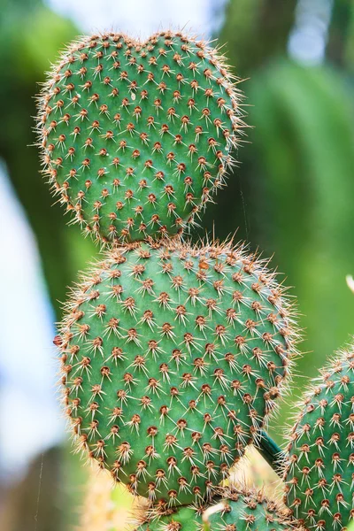 Heart Cactus — Stock Photo, Image