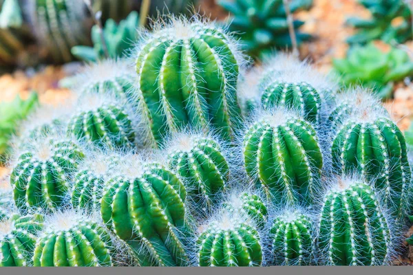 Cactus Bunch — Stock Photo, Image
