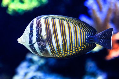 Sailfin Tang
